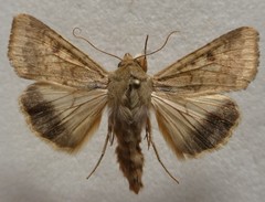 Helicoverpa armigera conferta