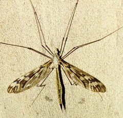 Tipula trivittata