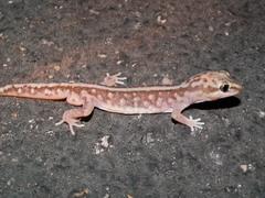 Lucasium stenodactylus