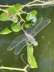 Dromogomphus