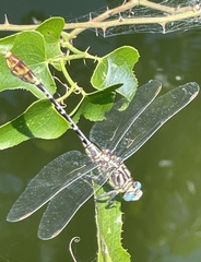 Dromogomphus