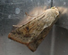 Helicoverpa armigera conferta