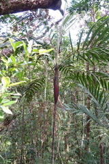 Basselinia eriostachys