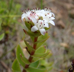 Crassula undulata