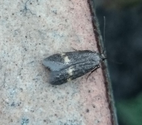 Thatch Tubic, 6681 Bemmel, Nederland, photo 9 of 10