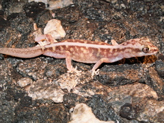 Lucasium stenodactylus