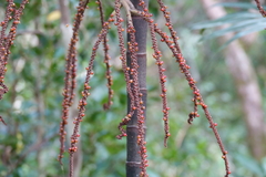 Basselinia eriostachys