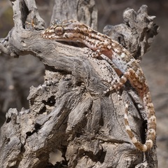 Phyllodactylus lepidopygus