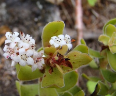 Crassula undulata