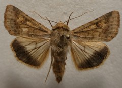 Helicoverpa armigera conferta