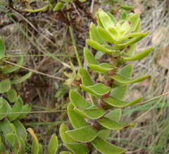 Crassula undulata
