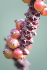 Basselinia eriostachys