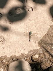 Ophiogomphus colubrinus