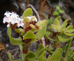 Crassula undulata