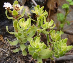 Crassula undulata