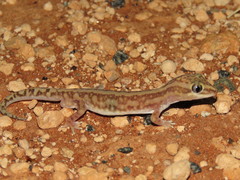 Lucasium stenodactylus
