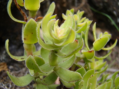 Crassula undulata