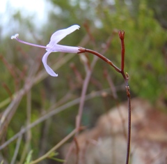 Prismatocarpus diffusus