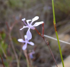 Prismatocarpus diffusus