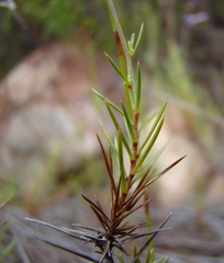 Prismatocarpus diffusus