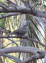 Streptopelia decaocto
