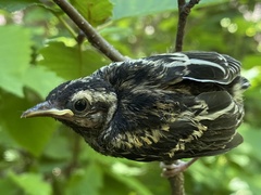 Mniotilta varia