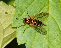 Chrysopilus ornatus