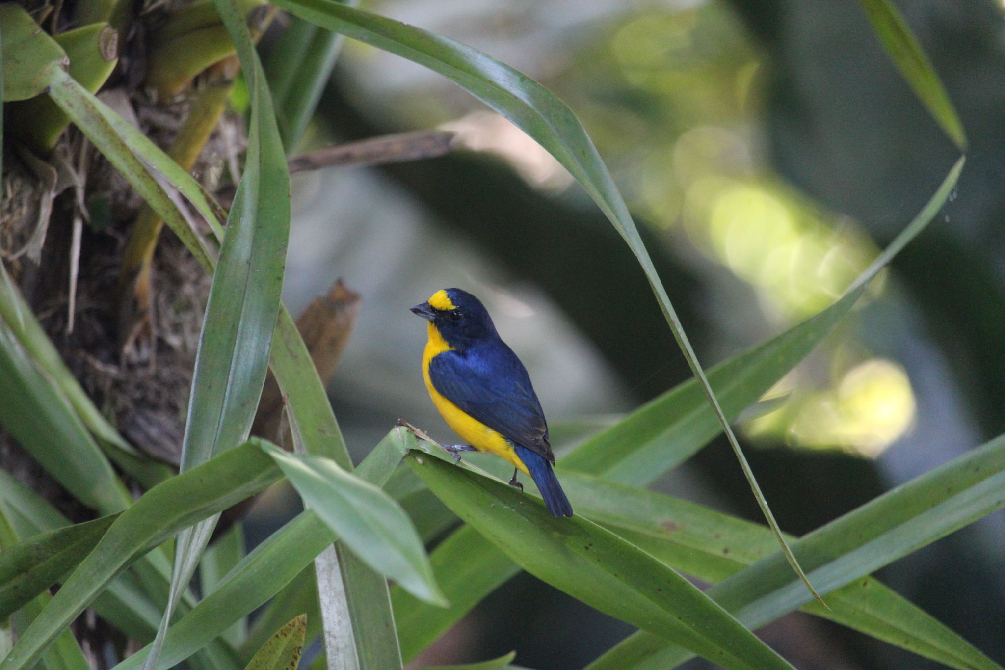 Yellow-throated Euphonia illustration