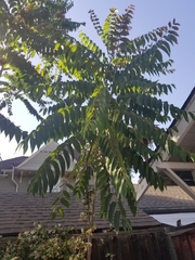 Angiospermae