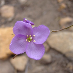 Heliophila subulata