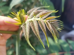Angiospermae