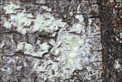 Pertusaria pertractata