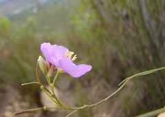 Heliophila subulata