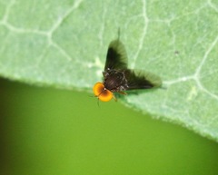 Chrysopilus quadratus