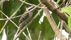 Yungipicus moluccensis