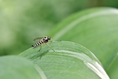Chrysopilus ornatus
