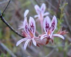 Pelargonium caledonicum