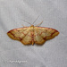 Idaea impexa - Photo (c) Young Chan, some rights reserved (CC BY-NC), uploaded by Young Chan