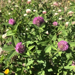 Trifolium pratense