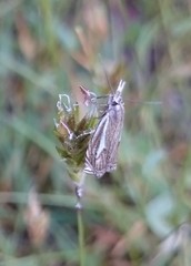 Crambus lathoniellus