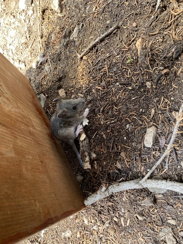 iNaturalist observation photo of Bushy-tailed Woodrat