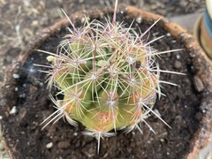 Thelocactus
