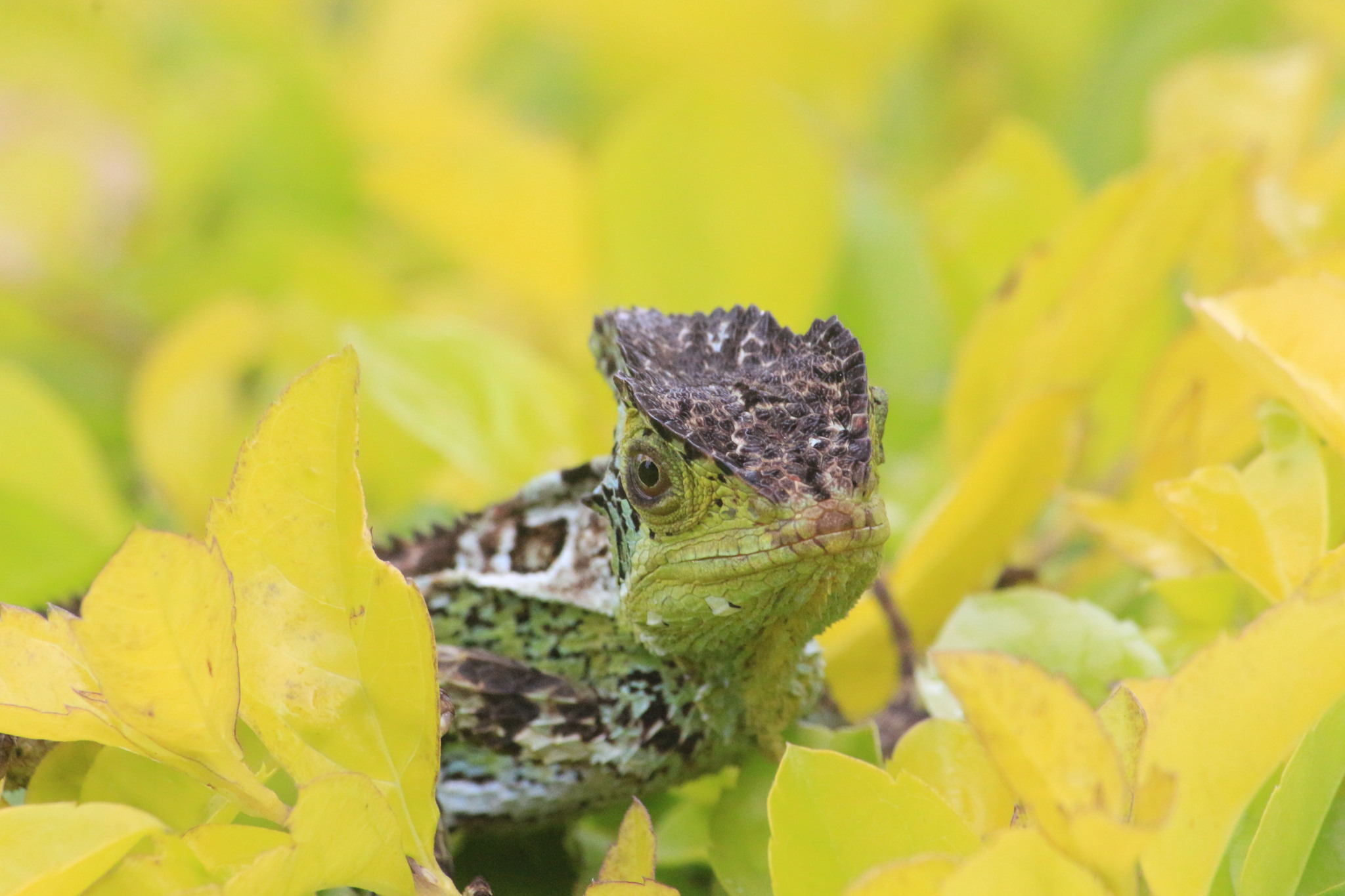 Biodiversidad de Guatemala Detailed Collection Record Information