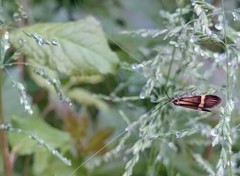 Nemophora degeerella
