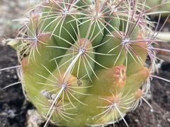 Thelocactus
