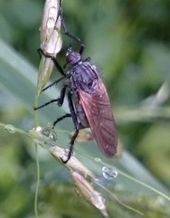 Empis tessellata