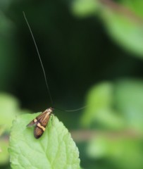 Nemophora degeerella