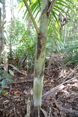 Cyphokentia macrostachya