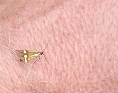 Nemophora degeerella