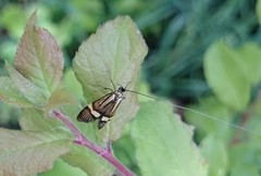 Nemophora degeerella